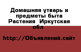 Домашняя утварь и предметы быта Растения. Иркутская обл.